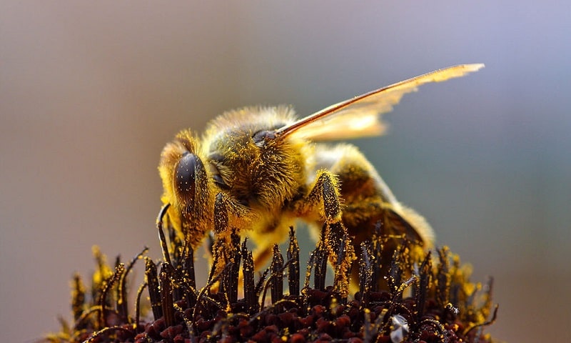 ong làm tổ trong nhà là điềm gì