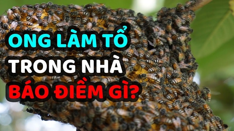 Ong làm tổ trong nhà có điềm báo gì? Tốt hay xấu?